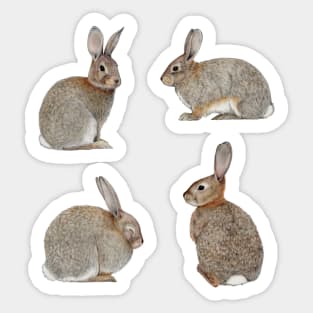 Quartet of Cottontails Sticker